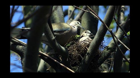 T�rtola europea (Streptopelia turtur)