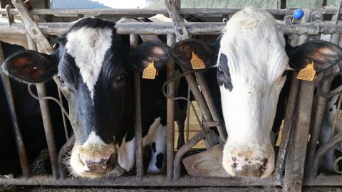 Vacas lecheras en foto de archivo