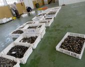 Ayer, poco despu�s de las tres de la tarde, a�n se continuaba subastando en Ferrol.