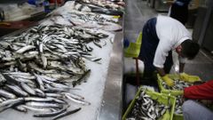 Sardinas a la venta en la plaza de Lugo 