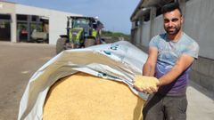 Tras un mes envasado al vaco para garantizar su correcta fermentacin, el grano hmedo ya puede servirse a los animales