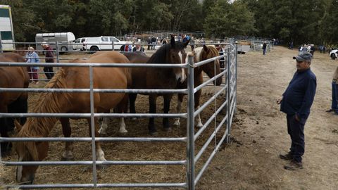 Feria Crianza Trevinca en A Veiga.