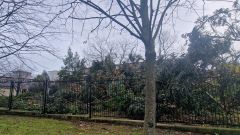 Tala de �rboles en Gij�n