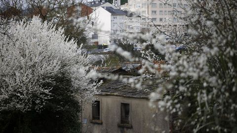 Cerezos japoneses en el barrio de O Carme