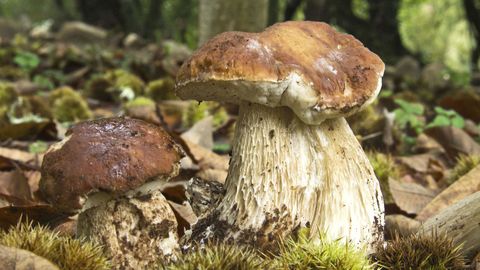 Las setas aparecen en numerosas zonas de Galicia.