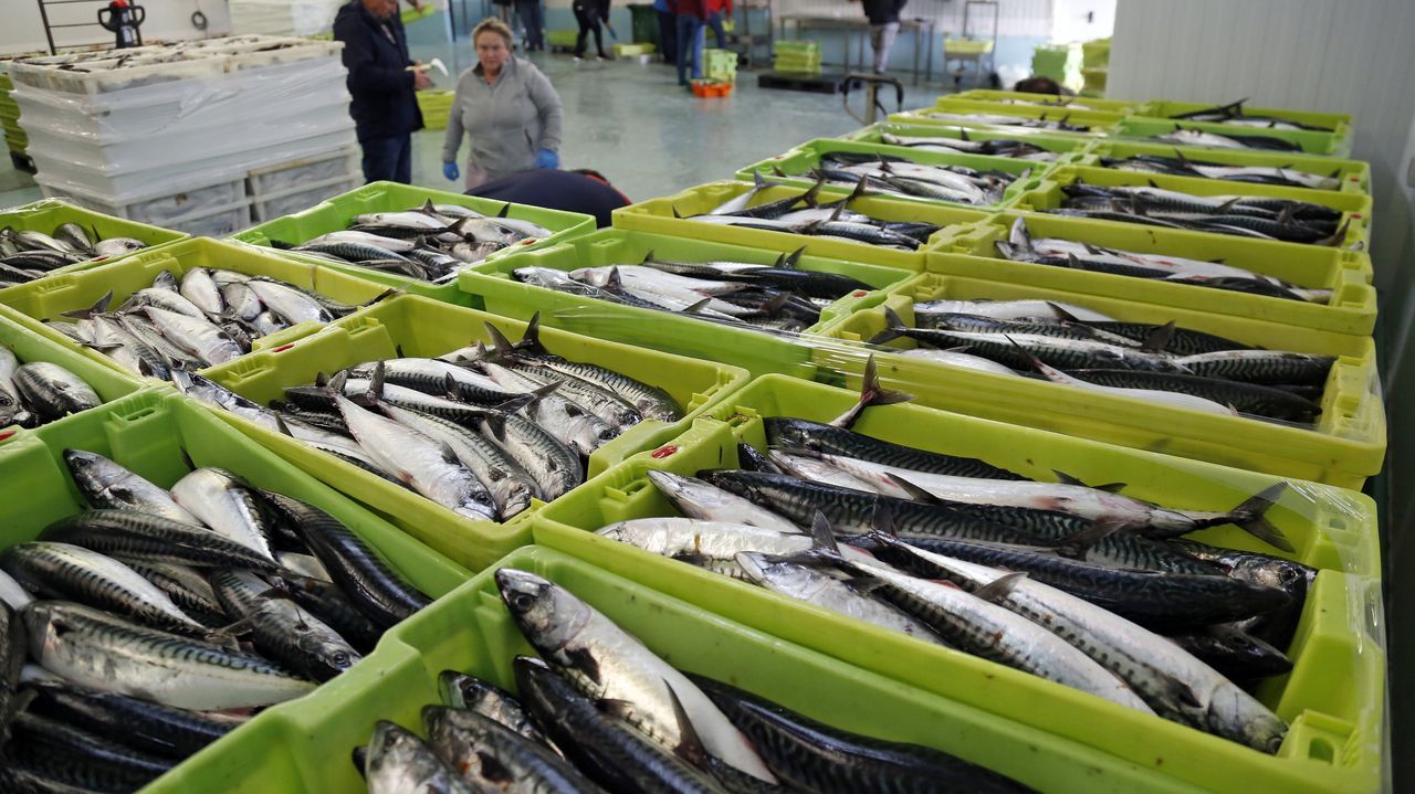 Galicia, golpeada por el recorte del 70 % en la xarda y del 41 % en el lirio