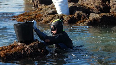 Captura del oricio en Asturias