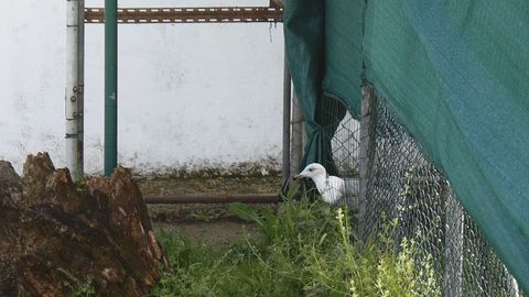 La malla de la jaula est� rota. En la imagen, una gaviota intenta escapar a trav�s de la valla.