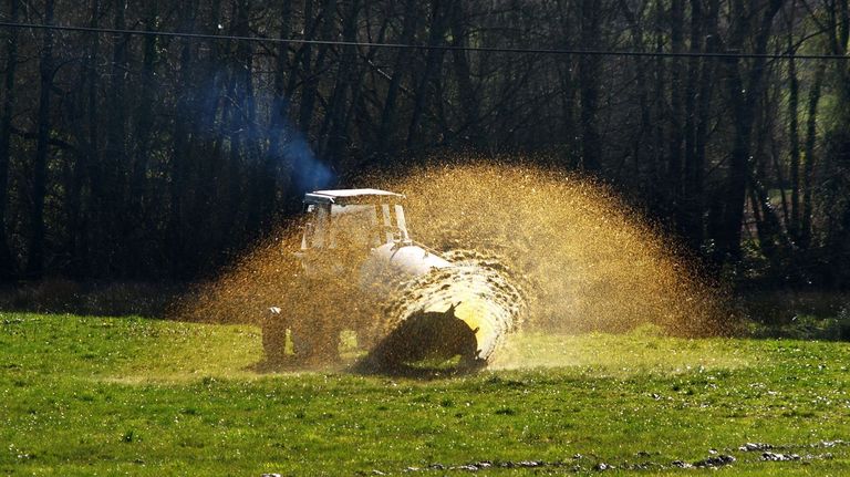 El uso del purn es muy habitual en el campo gallego, en donde se emplea como fertilizante en fincas 