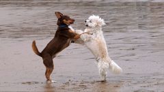  Dos perros juegan en la orilla en la playa de San Lorenzo (Gijn),