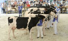 En primer t�rmino, Manteiga Xacobeo Clementina, que se alz� como Vaca Gran Campeona. 