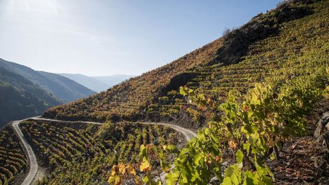 Terrazas vit�colas sobre las laderas del ca��n del Sil en Sober 