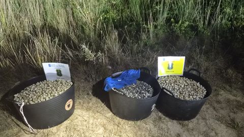 La Unidade de Investigaci�n de Conservaci�n da Naturezaa de la XUNTA decomisa berberecho en el parque natural de Corrubedo