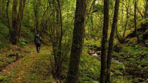 Un montaero camina por la senda La Regueirina, en Tineo.