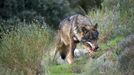 El censo del lobo cifra en 333 las manadas en Espaa, sin alcanzar las 500 para su viabilidad