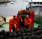 Descarga de mejill�n de las bateas en la r�a de Arousa.