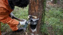 Resineros en los pinares de Castroverde
