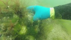 As� es la limpieza de la cana�lla en O Grove