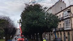 Operarios del servicio municipal de jardines acometiendo la poda de los magnolios del Cant�n.