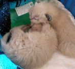 Algunos de los gatos rescatados por los voluntarios. 