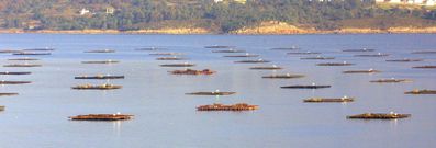 La conseller�a no descarta que puedan instalarse m�s bateas dentro de las r�as, o tambi�n dedicarlas al cultivo de otras especies, incluso en alta mar. 