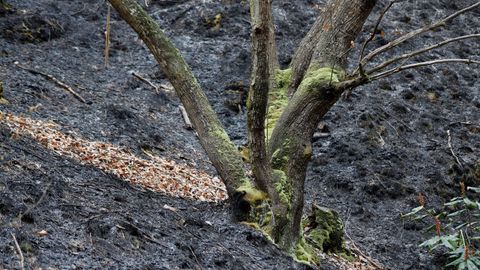 Incendio en las proximidades de Naves (Llanes)