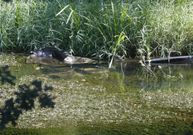<span lang= es-es >El fantasma negro</span>. Como si fuera el monstruo del Lago Ness, un enorme pl�stico negro aparece semihundido en las aguas del r�o. 