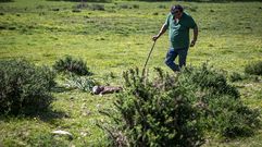 Luis Pose junto al cad�ver del ternero que encontr� muerto en la ma�ana del lunes