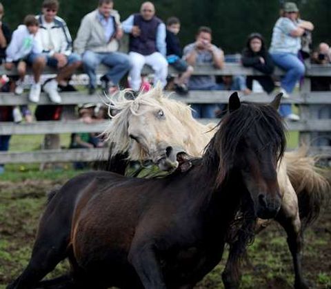 Un caballo salta sobre otro y le muerde las crines en medio del fragor de la rapa.