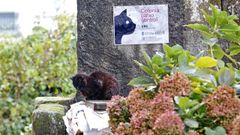 Colonia de gatos callejeros en la zona de Campo do Boi, en Pontevedra