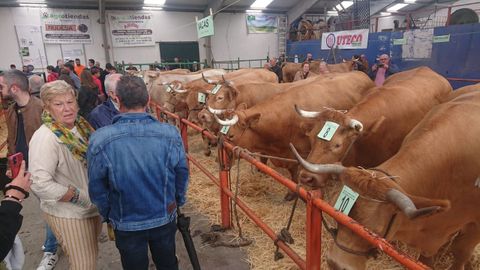 Feria y subasta de ganado vacuno en A Fonsagrada.