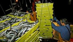 La medida obligar�a a desembarcar todo el jurel que se extraiga; en la foto, descarga en Ribeira.