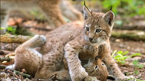 Dos ejemplares jvenes de lince boreal, que una vez recorri los bosques asturianos