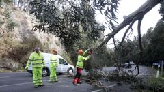 Retirada de un eucalipto tumbado sobre la carretera de la costa por el fuerte temporal de viento que hubo hace dos semanas en A Maria