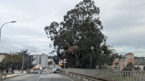El eucalipto en O Burgo (Culleredo) ser&aacute; retirado el pr&oacute;ximo lunes.