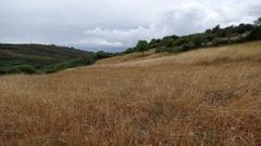 La pradeera de Vilardev�s que el a�o pasado produjo 12 rollos de hierba seca tal y como estaba ayer