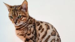 El gato perdido, Sandoc�n