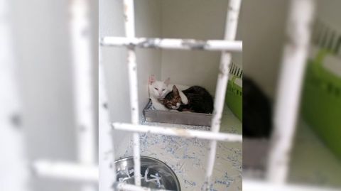 Dos gatos callejeros de Taboada, recogidos para su esterilizaci�n y posterior suelta por la protectora Adopta Friol