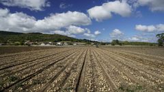 Cultivos en Xinzo de Limia