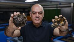 Ostra rizada y ostra plana en la cofrad�a de Barallobre, en una foto de archivo