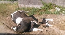 Dos de los animales que aparecieron muertos en los �ltimos meses. 