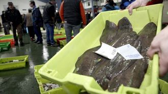 Lenguados en la lonja de Ribeira, en una subasta de febrero del 2024.