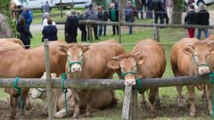 A la feria anual de ganado vacuno de Lncara suelen acudir centenares de reses