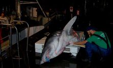 Un ocean�grafo mide un marrajo en el puerto de Vigo.