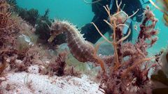 Descubren en las Islas C�es una nueva especie de caballito de mar