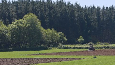El pino (en la imagen, plantaci&oacute;n en O Corgo) est&aacute; presente en numerosos municipios de la provincia