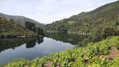 Zona de vi�edos en el municipio de Negueira de Mu�iz