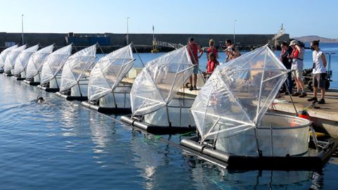 Mesocosmos experimentales en el muelle de Gran Canaria