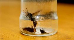 Un apicultor trajo avispas asi�ticas que hab�a capturado. 