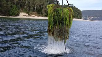 Retirada de algas del banco de A Brensa, frente a la isla de Tambo